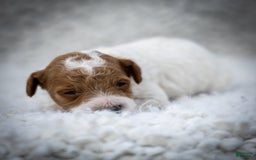 Toy Poodle dogs for sale: Rusty Scout - Image 5
