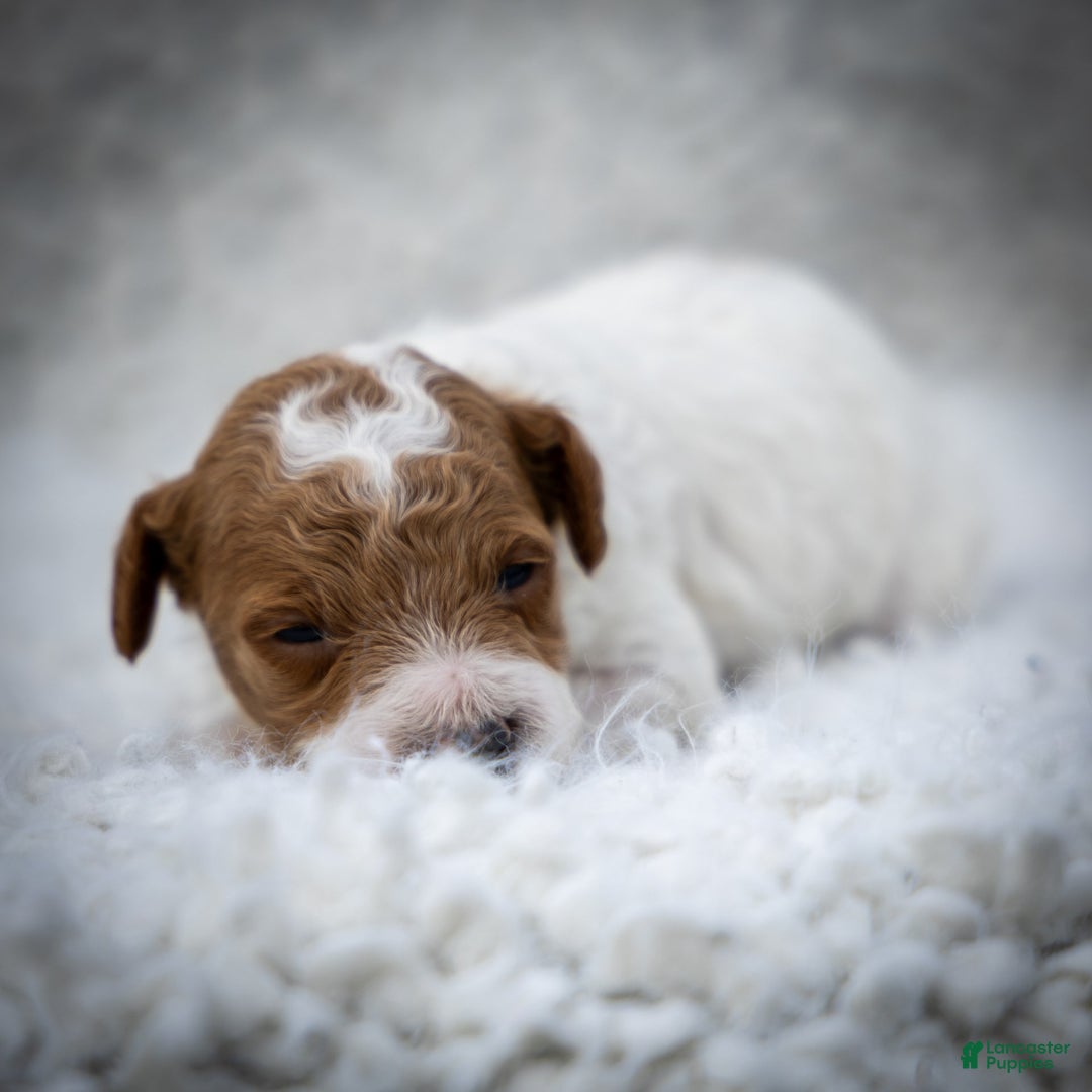 Toy Poodle dogs for sale: Rusty Scout - Image 5