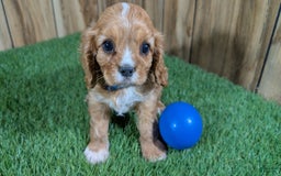 Cavalier King Charles Spaniel dogs for sale: Bridgette Boy 1 - Image 6