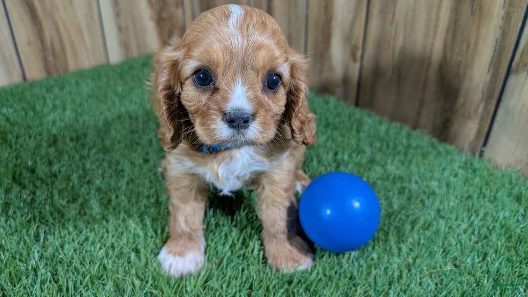 Cavalier King Charles Spaniel dogs for sale: Bridgette Boy 1 - Image 6