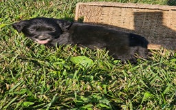 Bernese Mountain Dog dogs for sale: Bernese Mountain Dog 8 puppies - Image 2