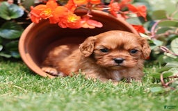 Cavalier King Charles Spaniel dogs for sale: Jax - Image 6