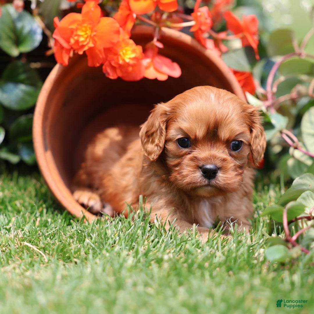 Cavalier King Charles Spaniel dogs for sale: Jax - Image 6