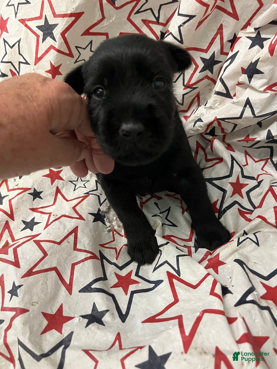 Standard Schnauzer dogs for sale: Sawyer - Image 1