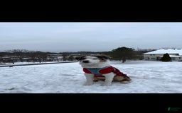 Miniature Australian Shepherd dogs for sale: Truffle - Image 10