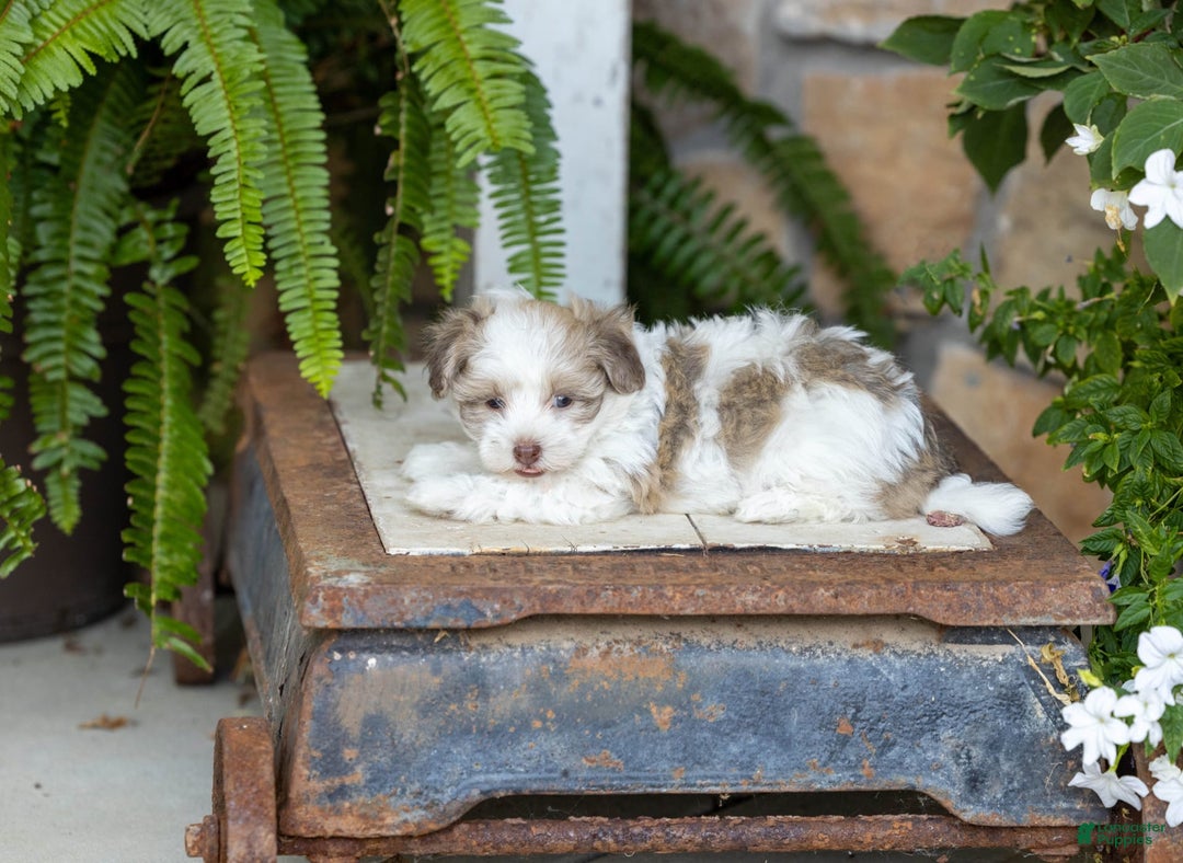 Havanese dogs for sale: Tina - Image 4