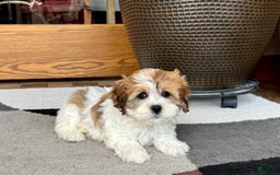 Havanese dogs for sale: Sandra - Image 4