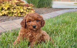 Cavapoo dogs for sale: Charlie - Image 7