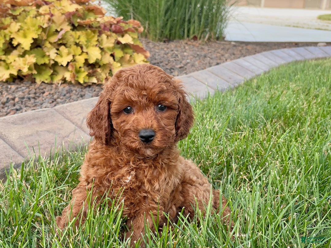 Cavapoo dogs for sale: Charlie - Image 7