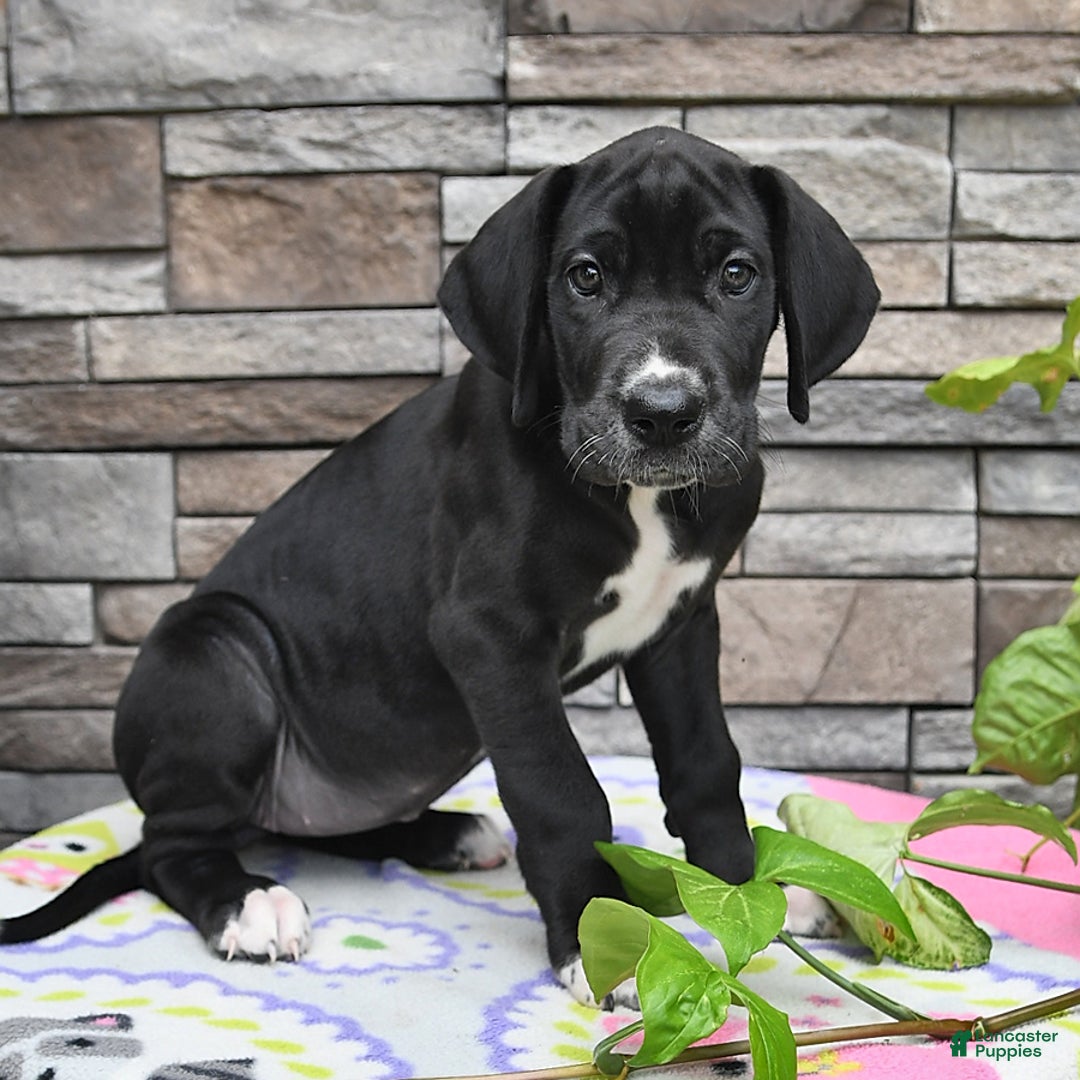 Great Dane dogs for sale: Sparky - Image 9