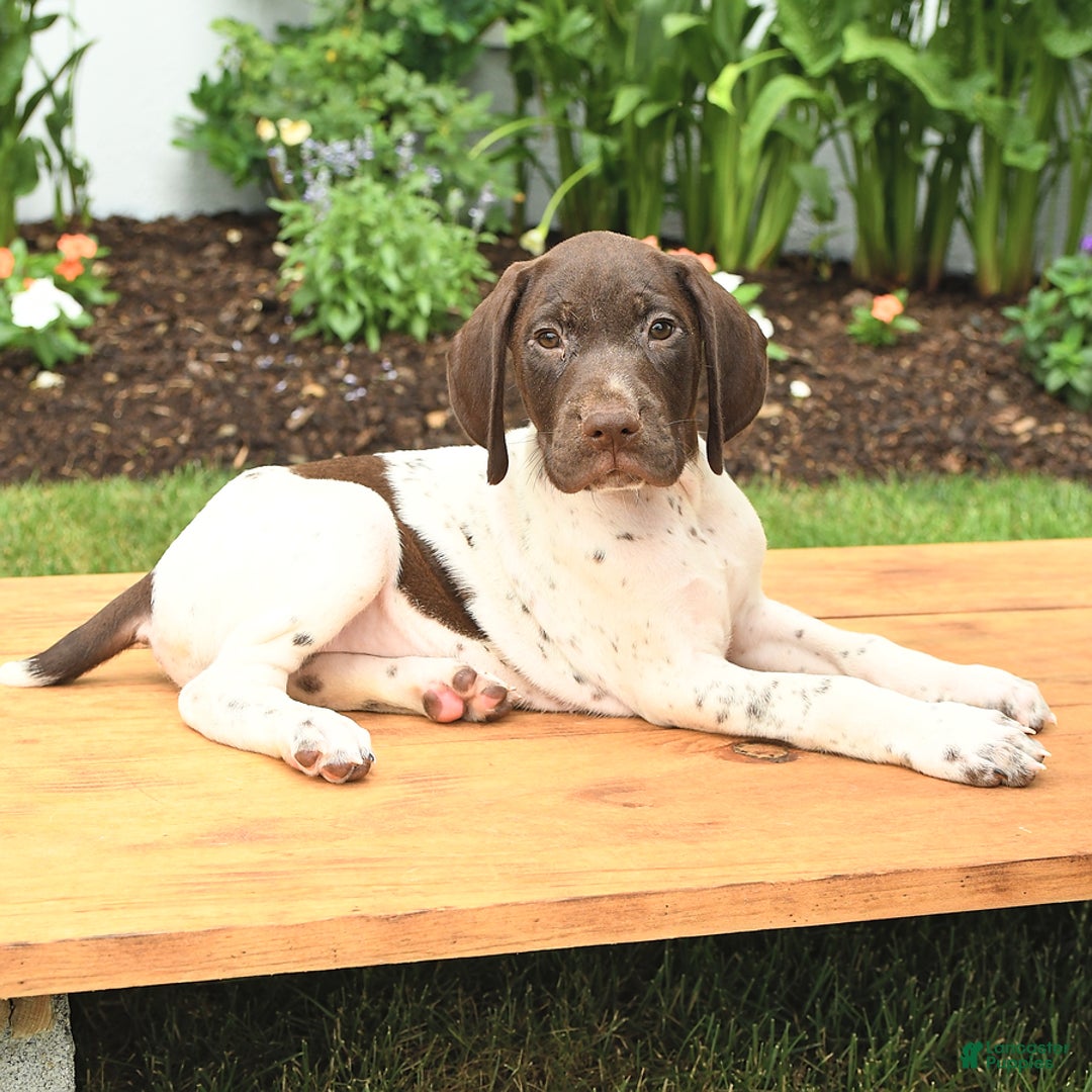 German Shorthaired Pointer dogs for sale: Thorn - Image 2