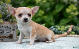 Chihuahua dogs for sale: Peanut Butter - Image 2