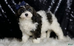 Cavapoo dogs for sale: Sammy - Image 1