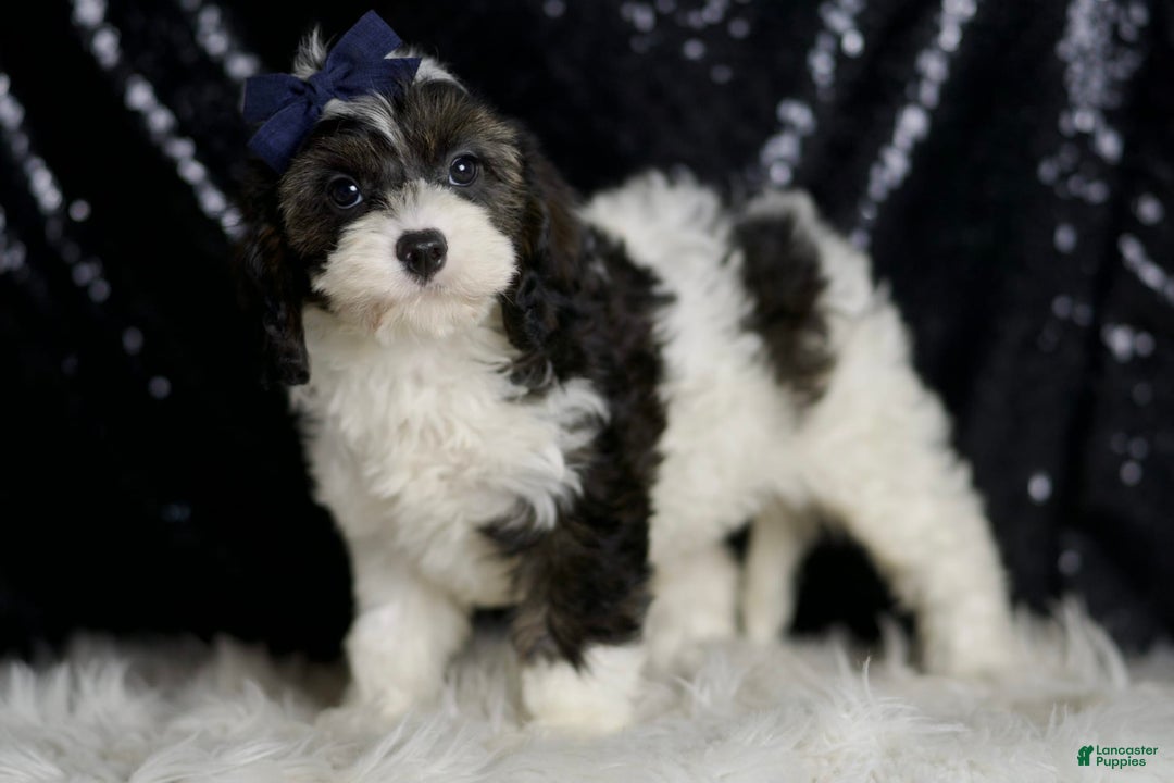 Cavapoo dogs for sale: Sammy - Image 1