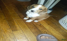 Beagle dogs for sale: Reese - Image 6