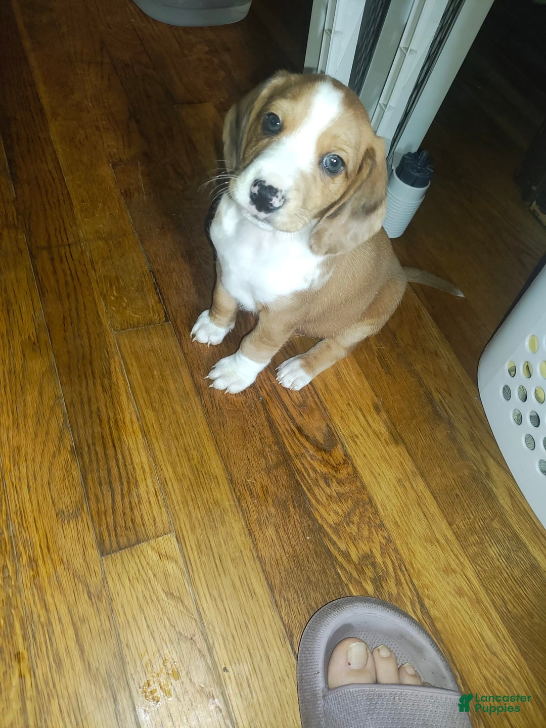 Beagle dogs for sale: Reese - Image 6