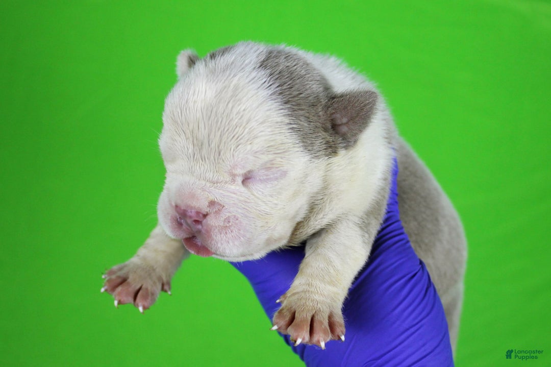 American Bully dogs for sale: Lilac/white Male - Image 5