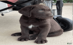 Labrador Retriever dogs for sale: Labrador Retriever 3 puppies - Image 2