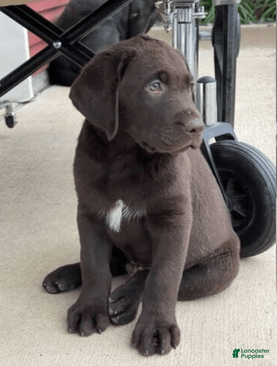 Labrador Retriever dogs for sale: Labrador Retriever 3 puppies - Image 2