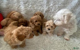 Maltipoo dogs for sale: Red - Image 1