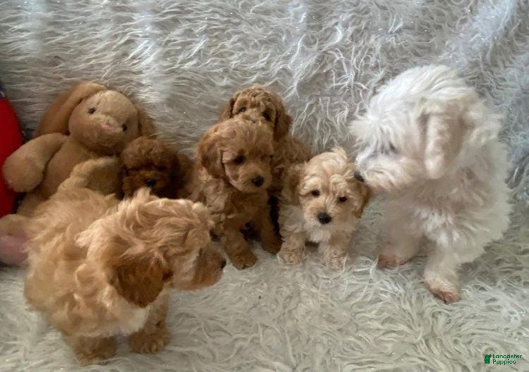 Maltipoo dogs for sale: Red - Image 1