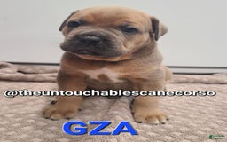 Cane Corso dogs for sale: Gza - Image 4