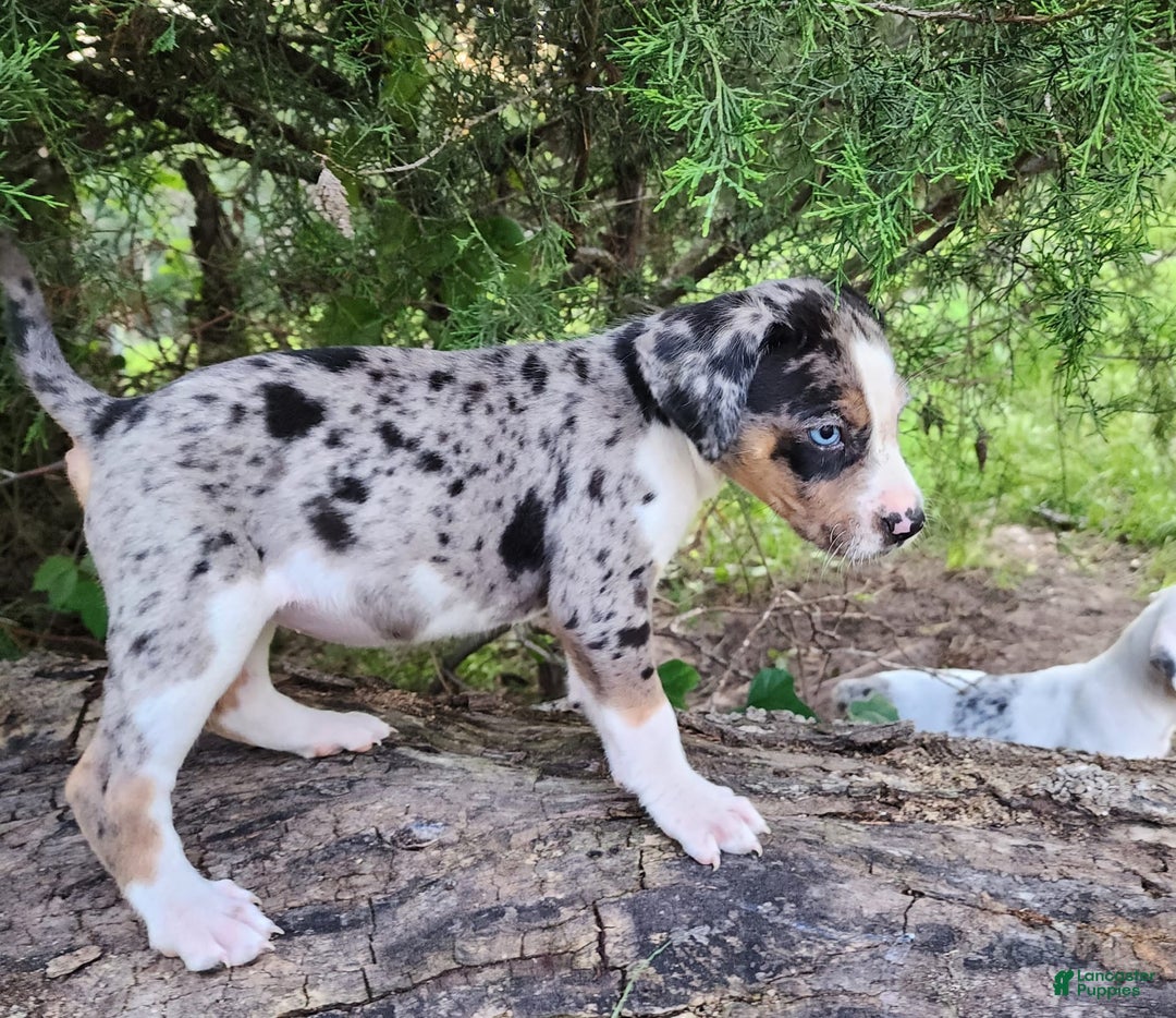 Catahoula Leopard Dog dogs for sale: Duchess 2025 - Image 5