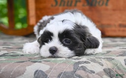 Shih Tzu dogs for sale: Buddy - Image 1
