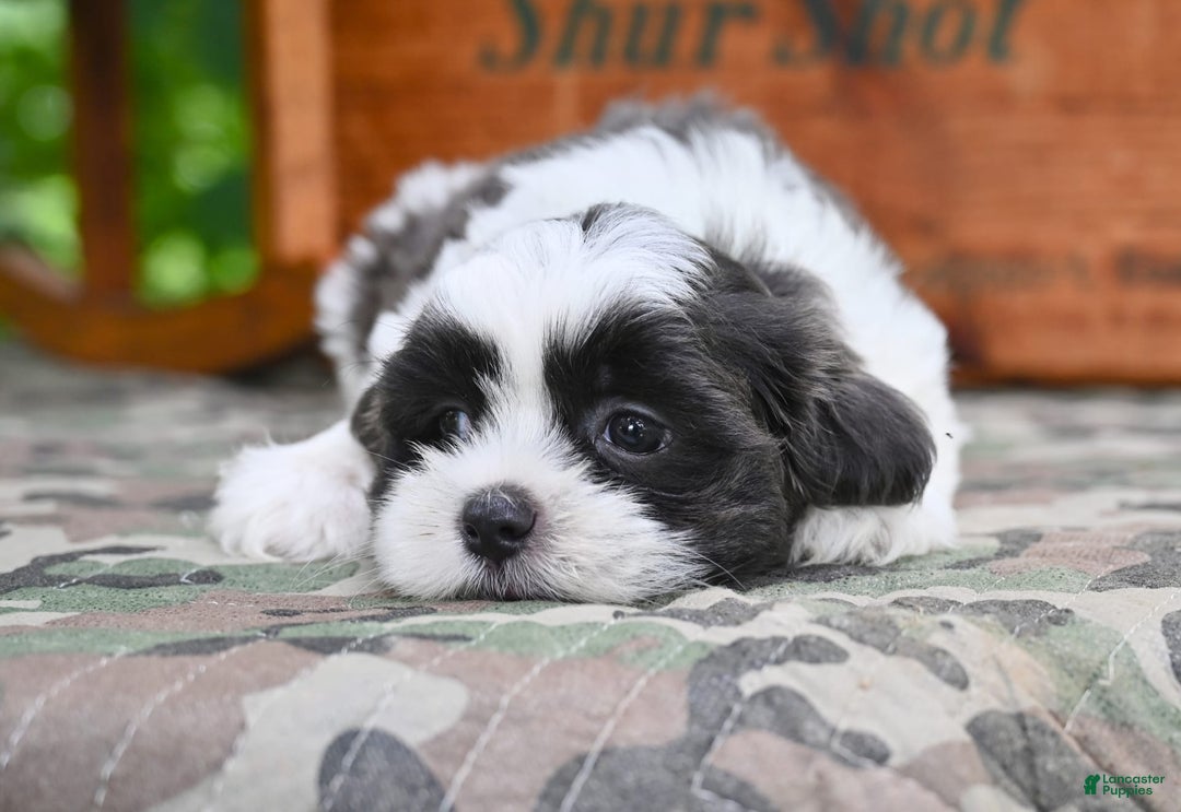 Shih Tzu dogs for sale: Buddy - Image 1