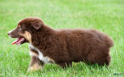 Australian Shepherd dogs for sale: Henry - Image 9