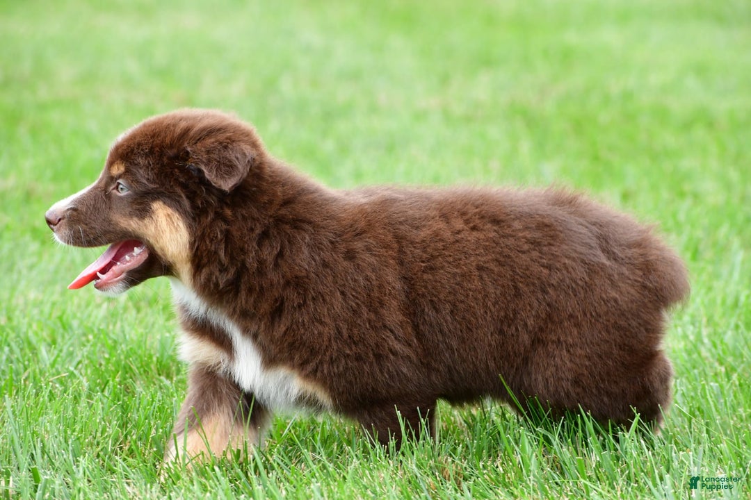 Australian Shepherd dogs for sale: Henry - Image 9