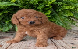 Mini Goldendoodle dogs for sale: Mini -lilly - Image 3