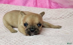 French Bulldog dogs for sale: Bambi - Image 1