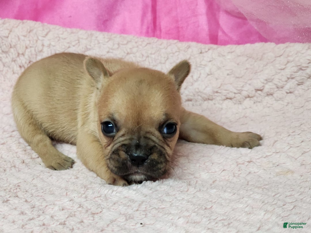 French Bulldog dogs for sale: Bambi - Image 1