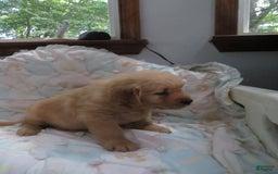 Golden Retriever dogs for sale: Twinkie - Image 15