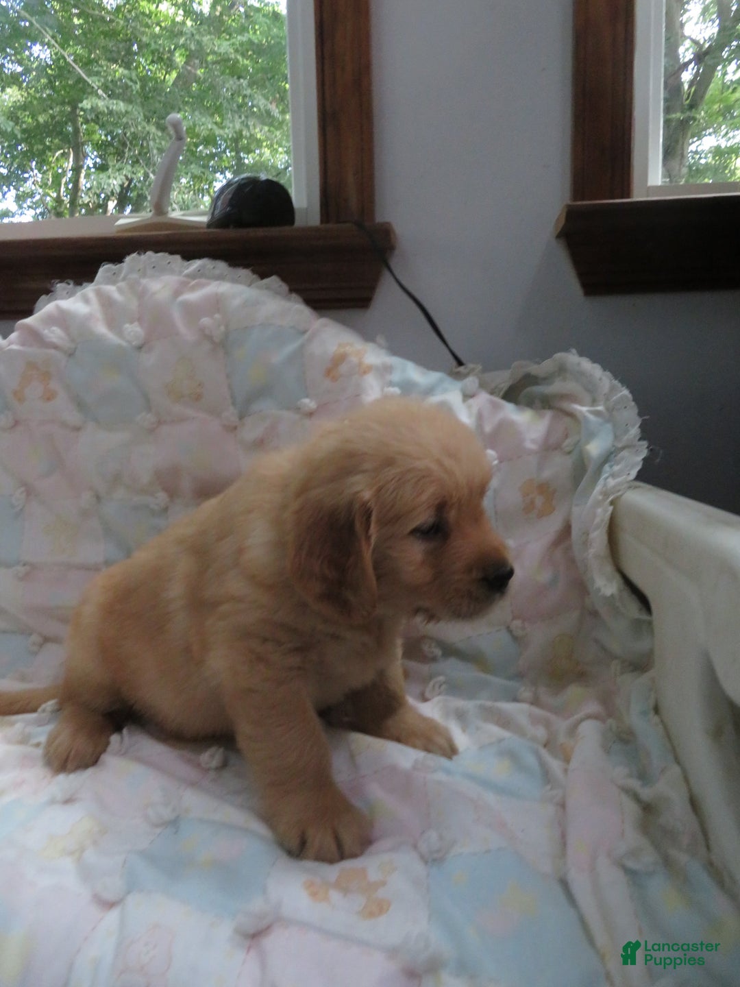 Golden Retriever dogs for sale: Twinkie - Image 15