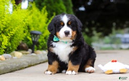 Bernese Mountain Dog dogs for sale: Anson - Image 10