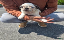 Pug dogs for sale: Lucio - Image 1