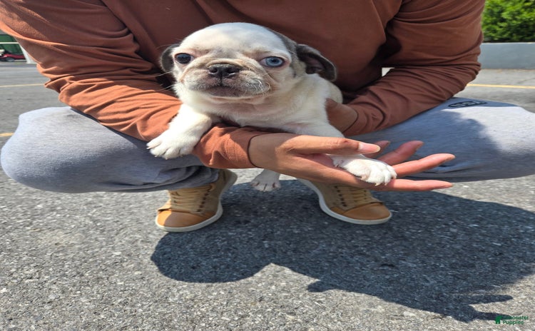 Pug dogs for sale - Ad 5