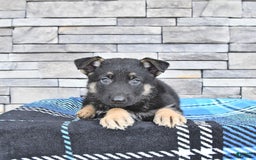 German Shepherd dogs for sale: Sage - Image 1