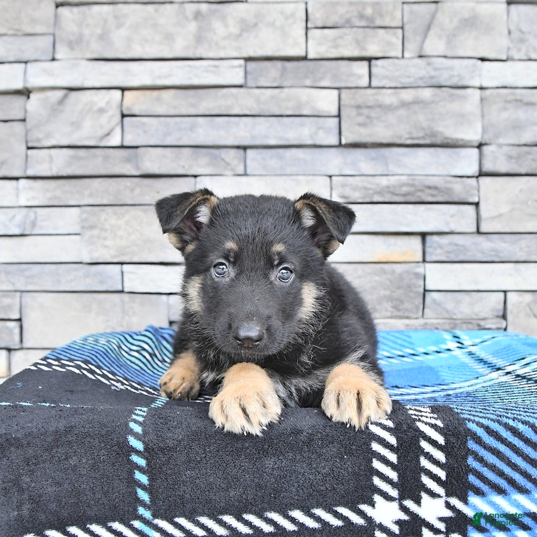 German Shepherd dogs for sale: Sage - Image 1