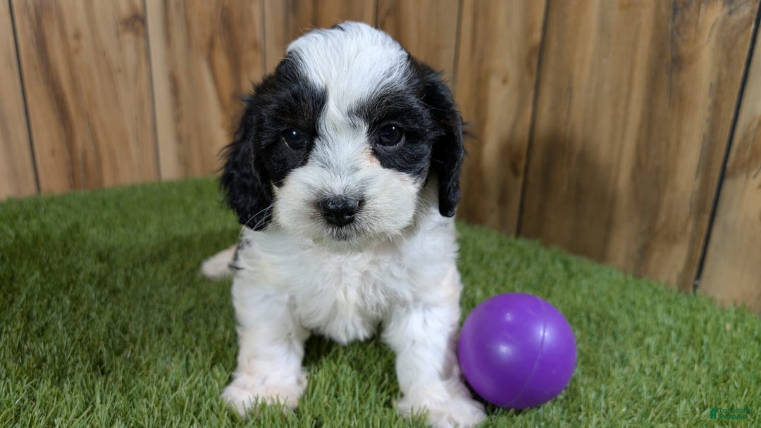 Cavapoo dogs for sale: Missy Girl 3 - Image 13