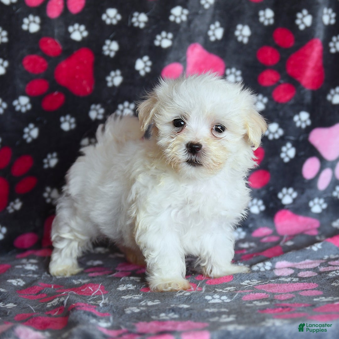 Maltese dogs for sale: Jasper - Image 1