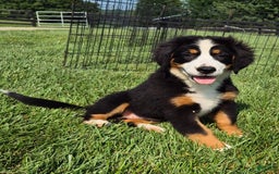 Bernese Mountain Dog dogs for sale: Ivy - Image 15