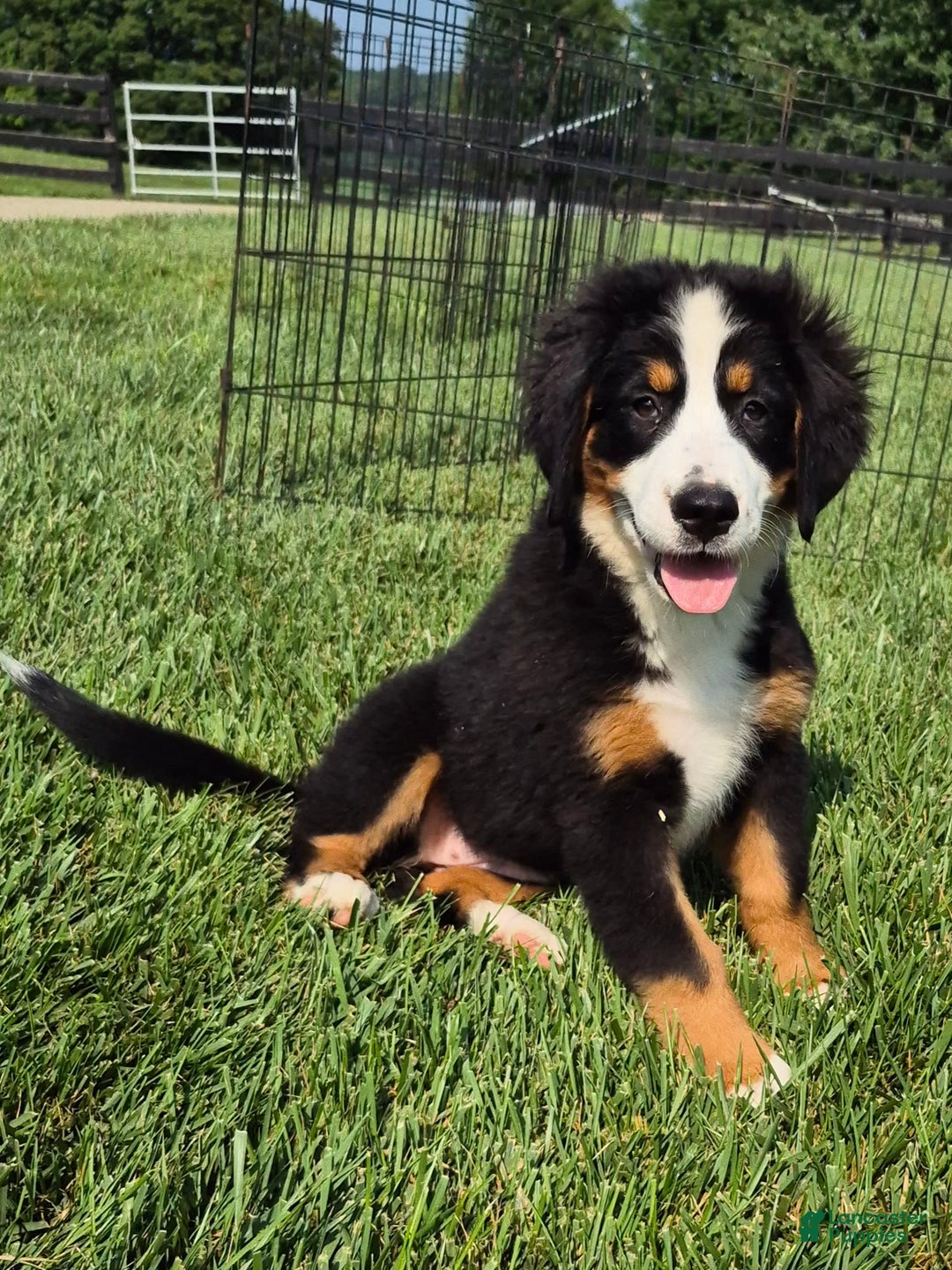 Bernese Mountain Dog dogs for sale: Ivy - Image 15