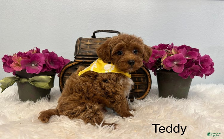 Maltipoo dogs for sale - Ad 5
