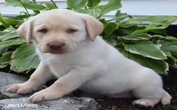 Labrador Retriever dogs for sale: Christopher - Image 2