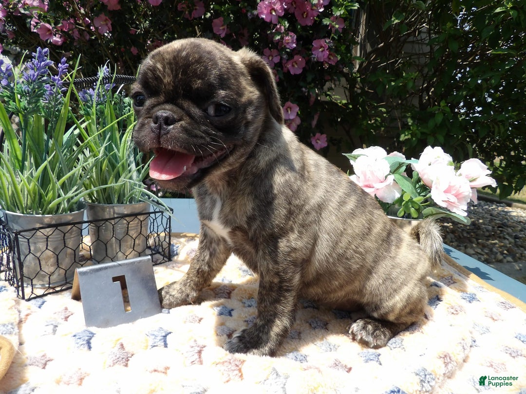 Pug dogs for sale: Charity - Image 2