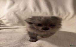 Pomeranian dogs for sale: Pomeranian 2 puppies - Image 2