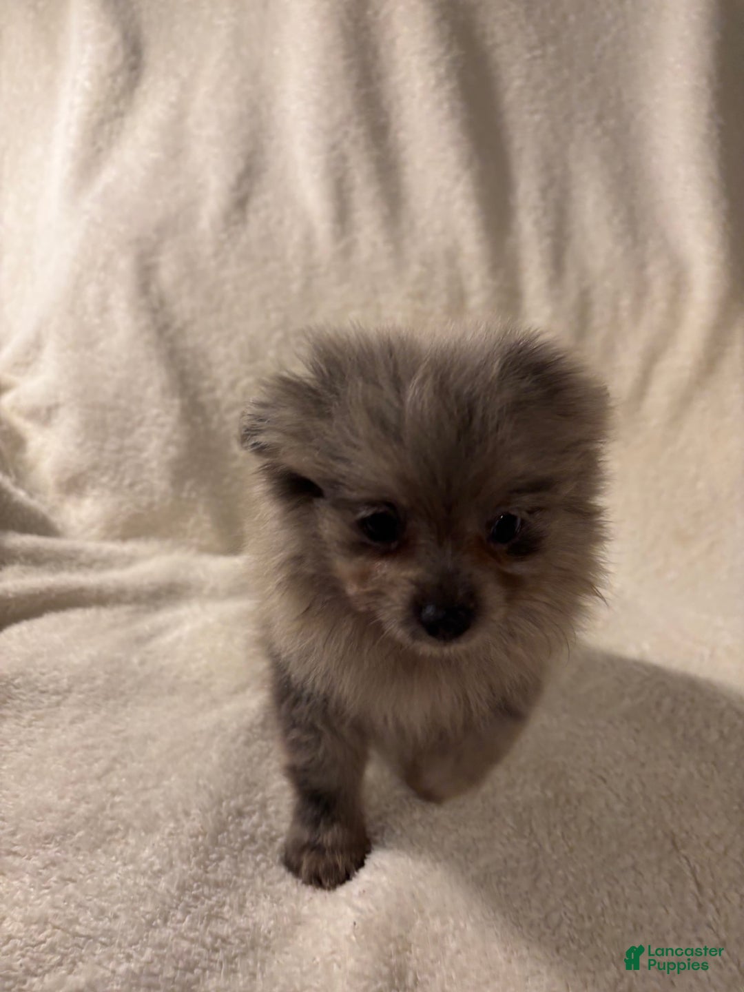 Pomeranian dogs for sale: Pomeranian 2 puppies - Image 2